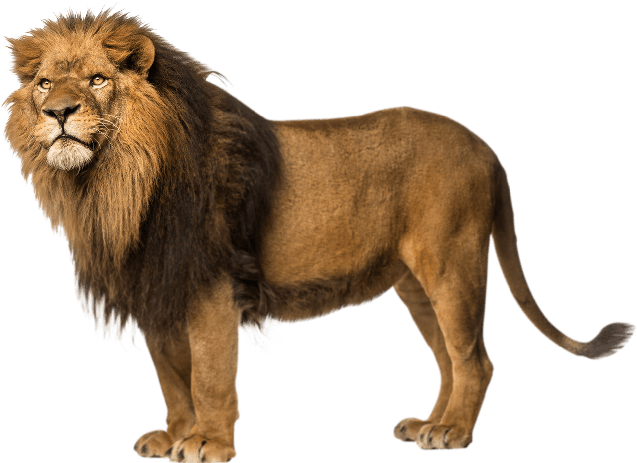 free download lion of judah images