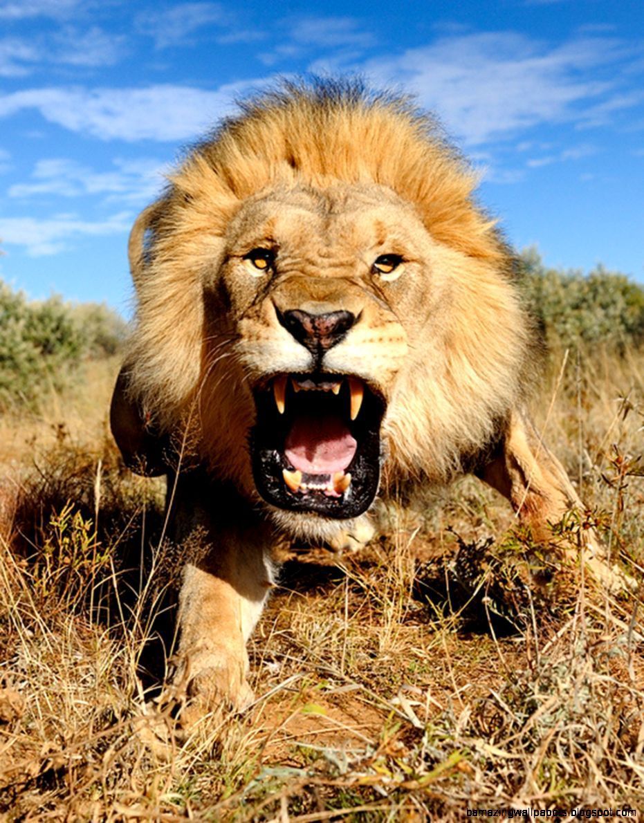 roaring lion images hd download