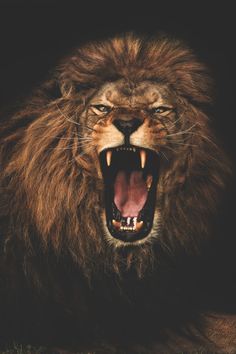 lion roaring face hd images