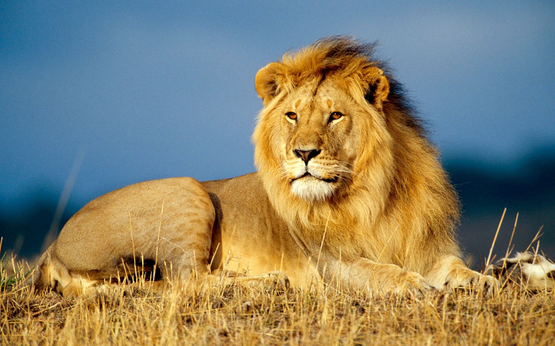 free download images of lion