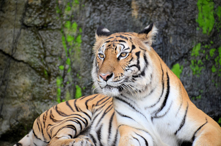 image of lion tiger