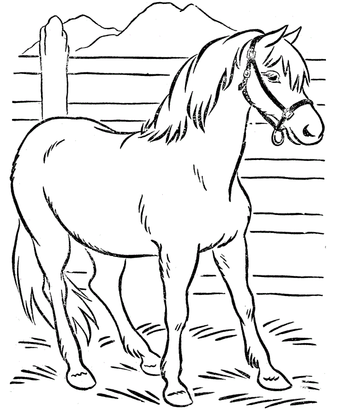 free printable pictures of horses to color