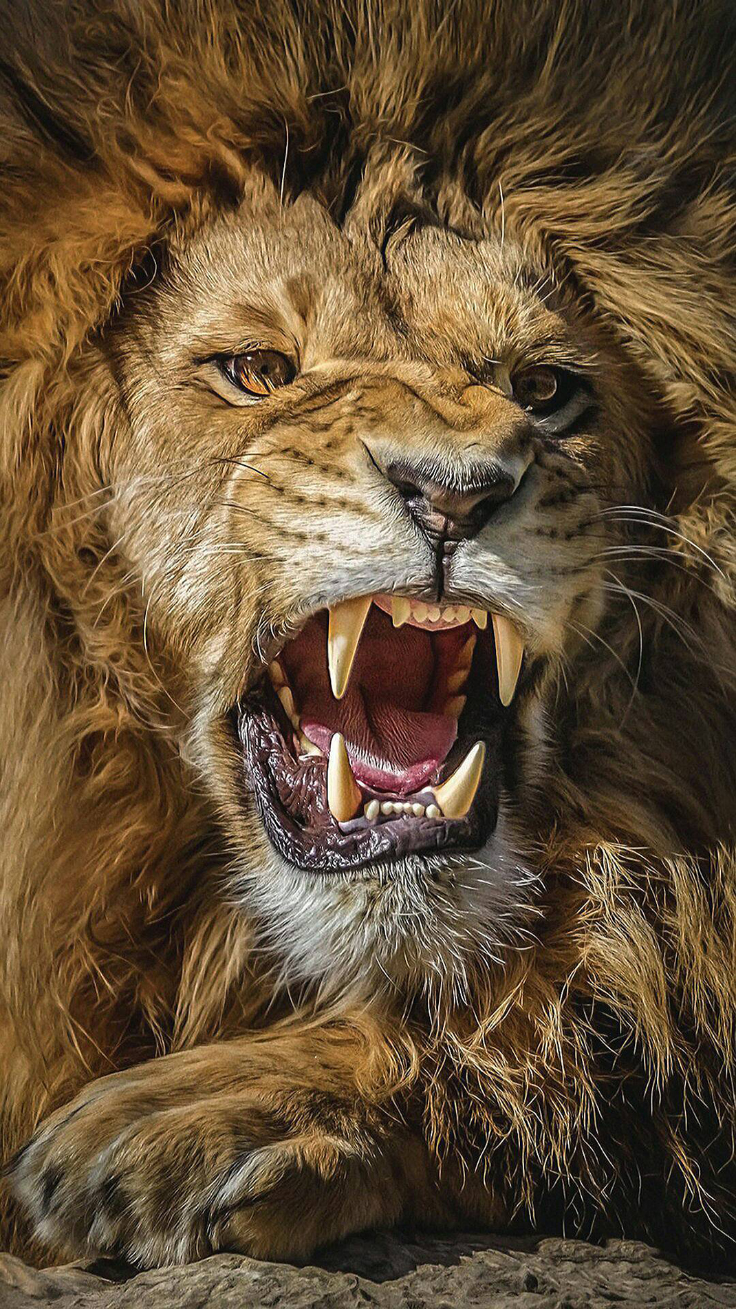 roaring lion hd photos