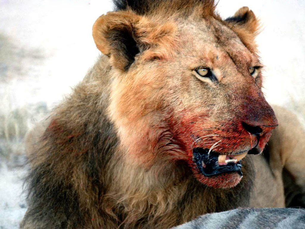 dangerous lion images photos download