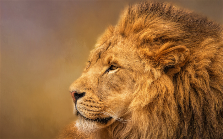 download lion dangerous images