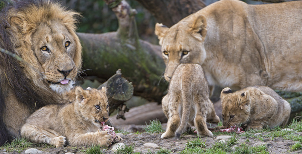 lion family photos free download
