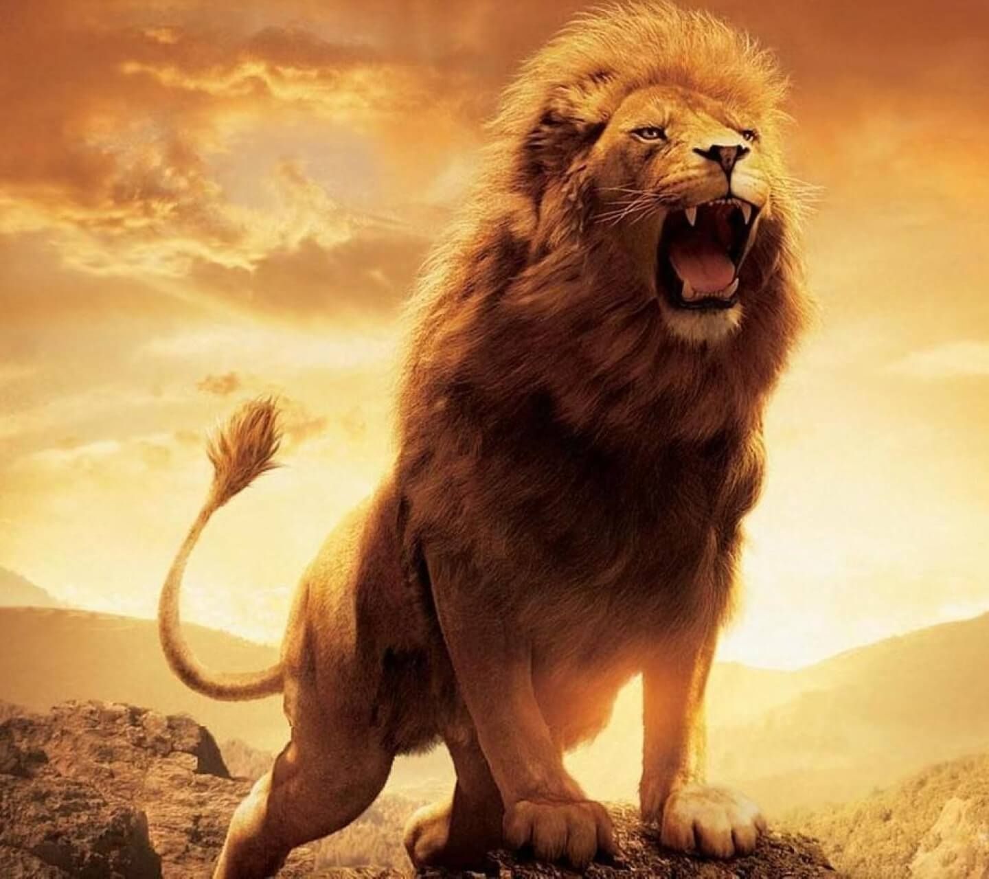 download dangerous lion images
