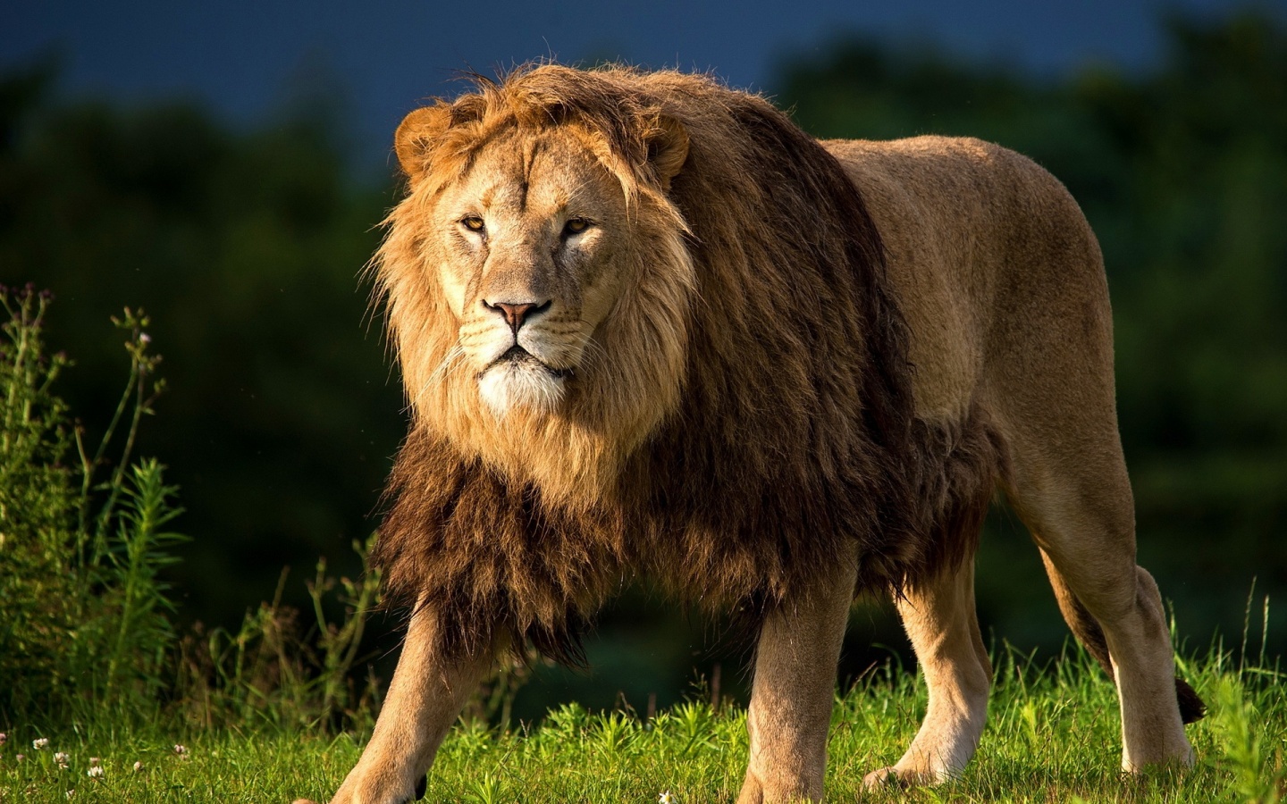dangerous lion images photos download
