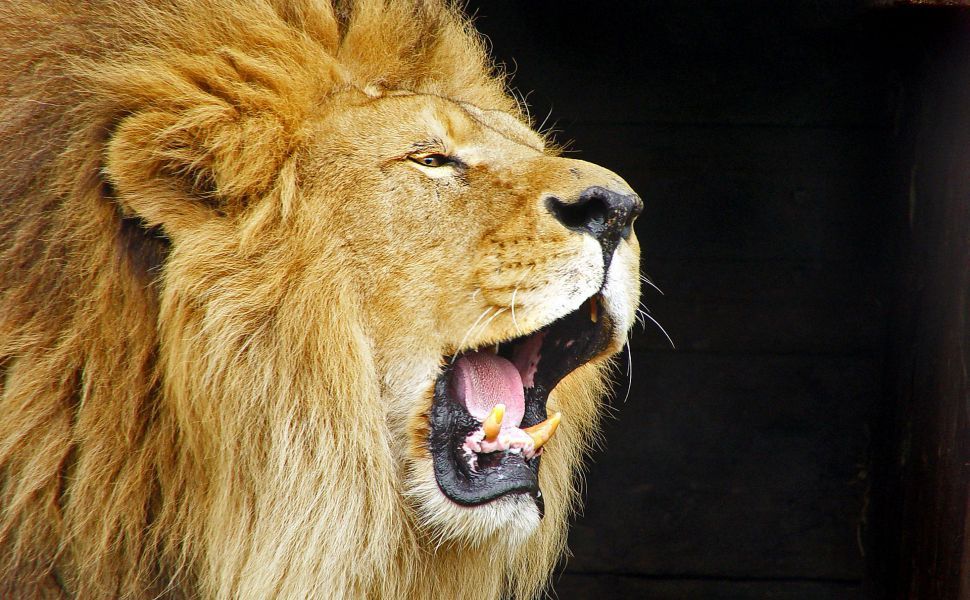 roaring lion hd images
