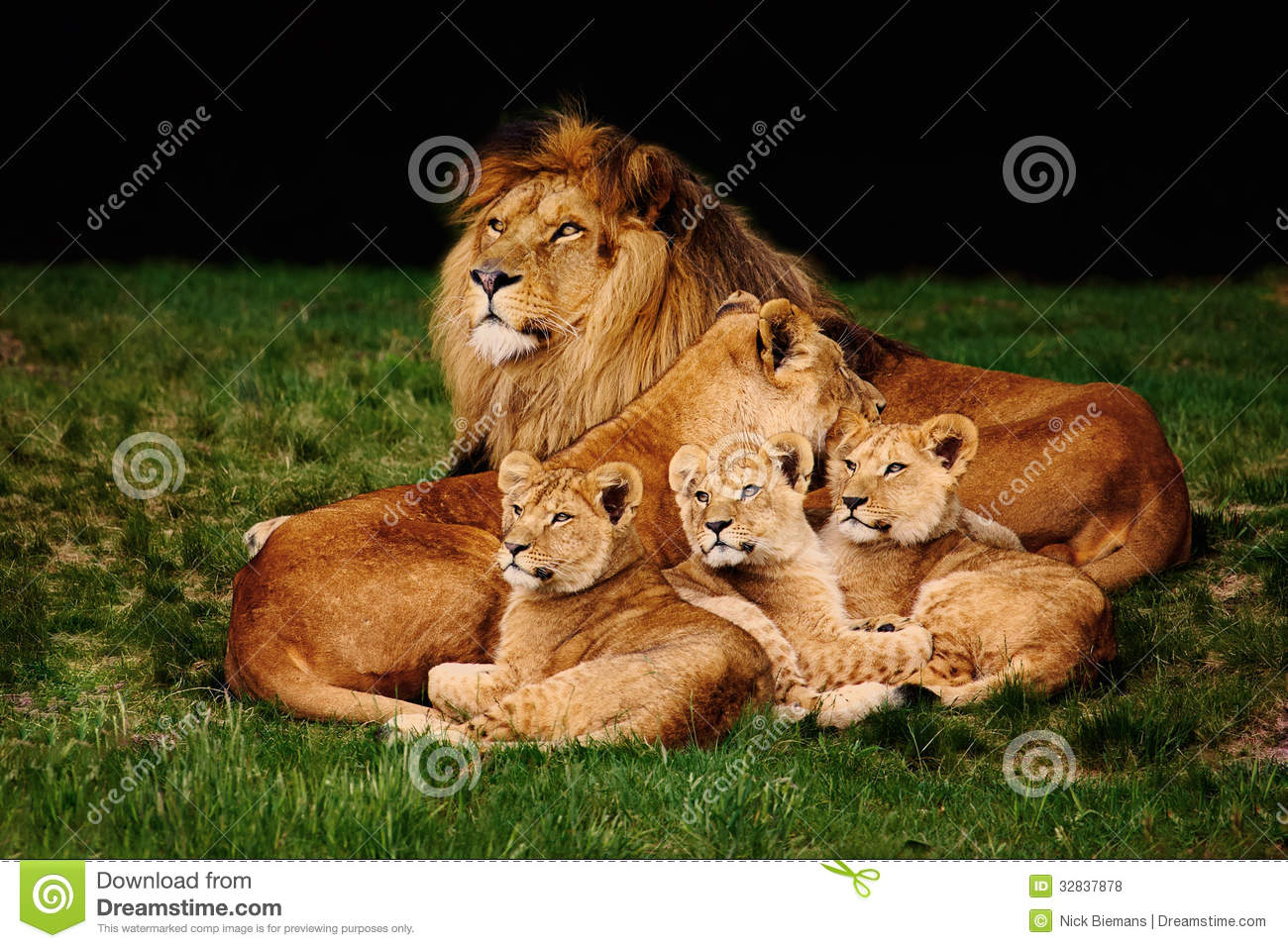 lion family photos free download