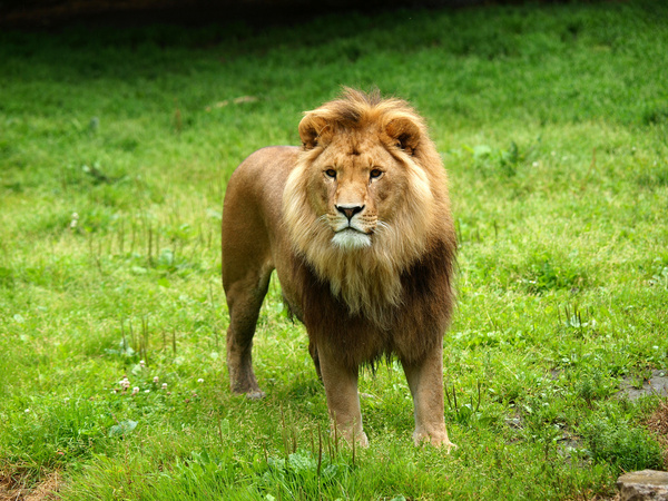 free download pictures of lions