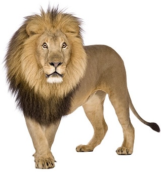 free download images of lion
