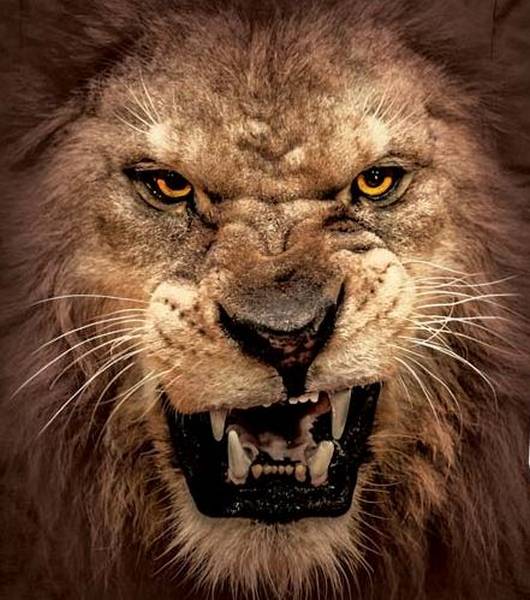lion roaring face images
