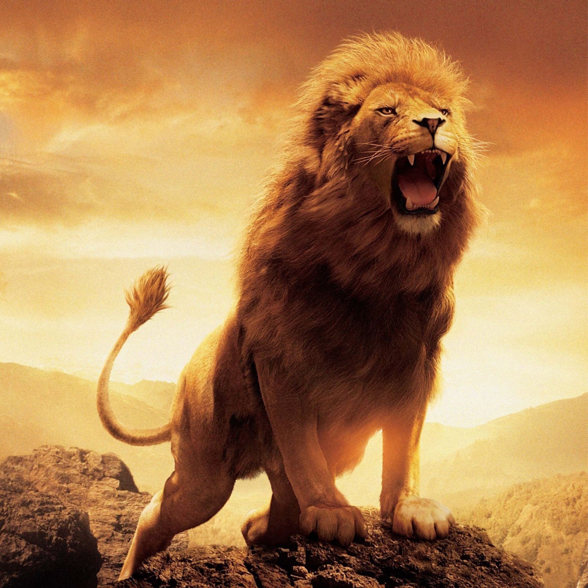 roaring lion full hd wallpapers