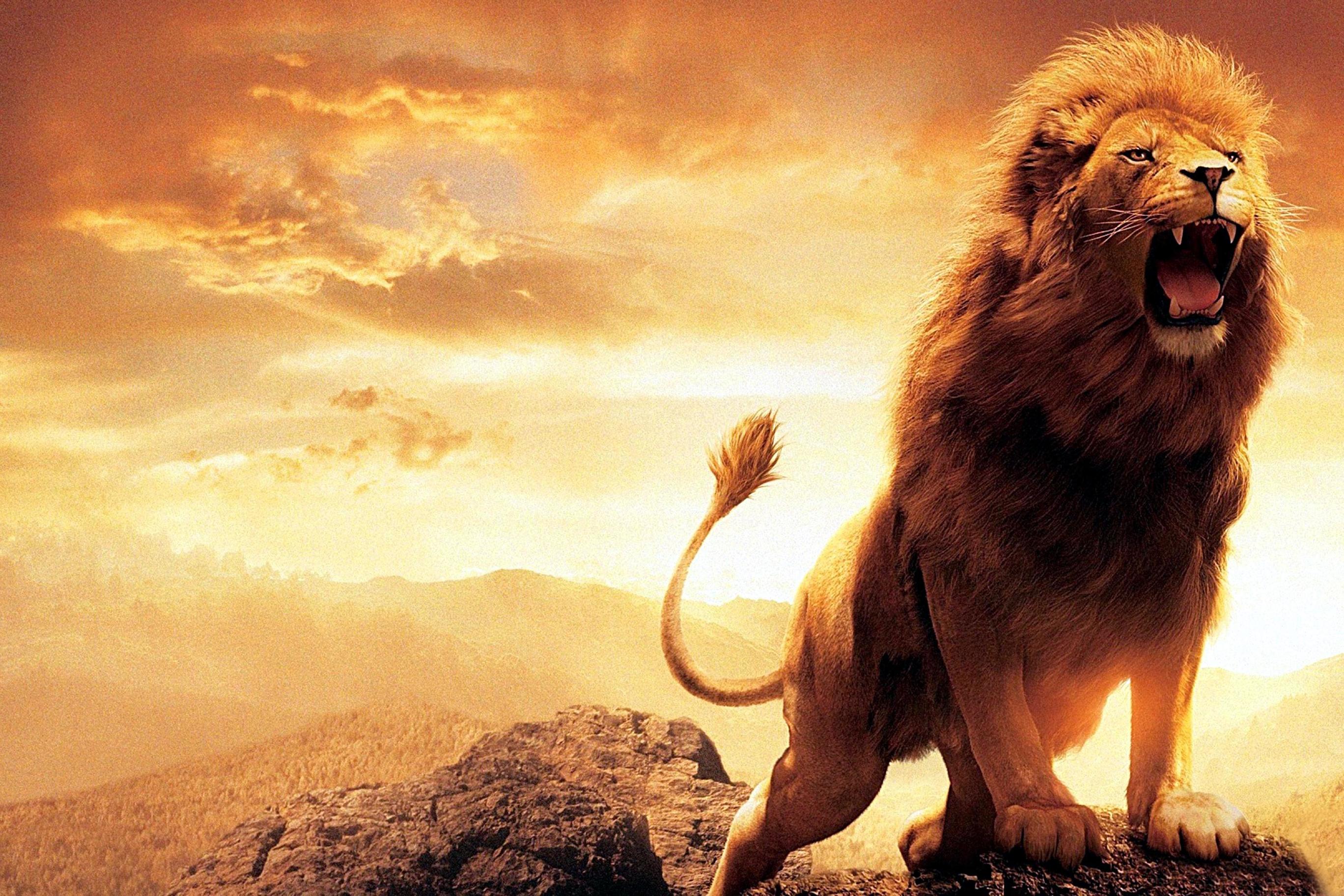 roaring lion images wallpapers