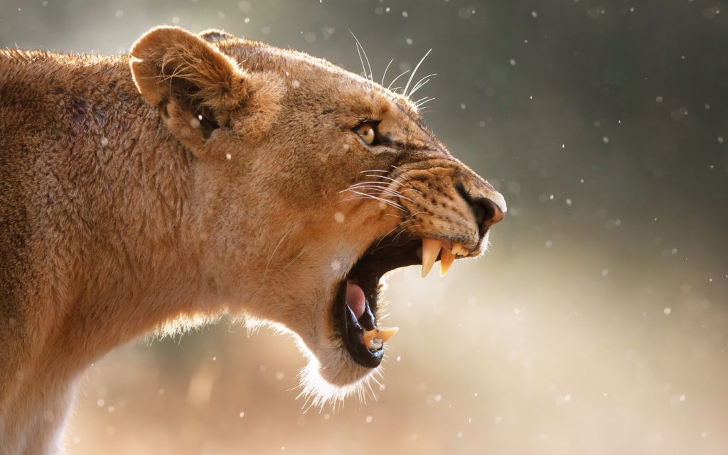 female lion roaring gif
