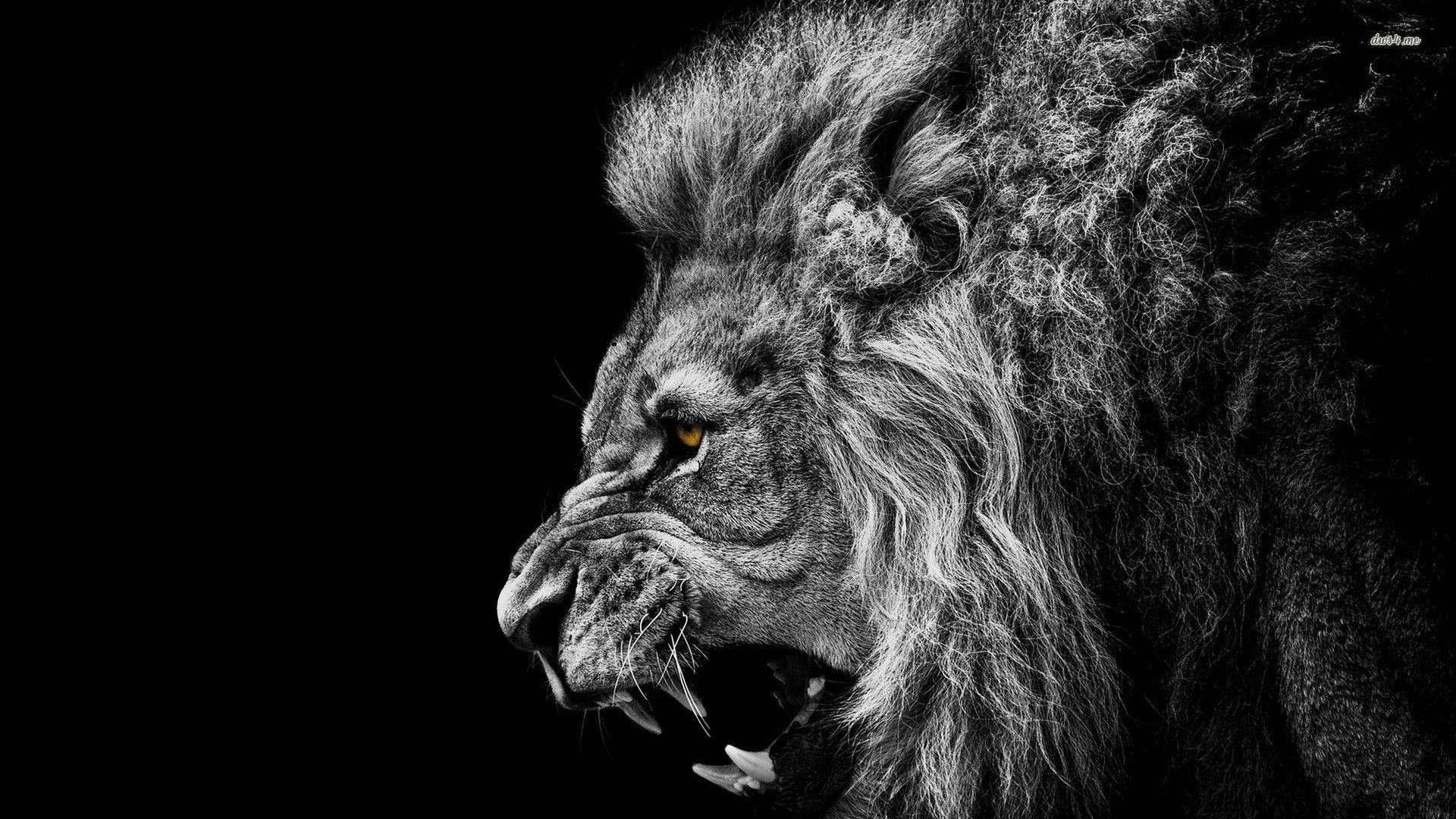 roaring lion hd wallpapers for mobile