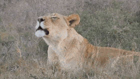 female lion roaring gif
