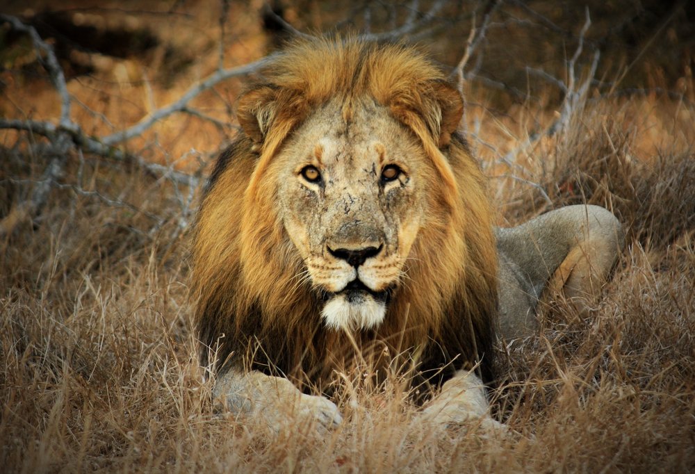 wild animal lion photos