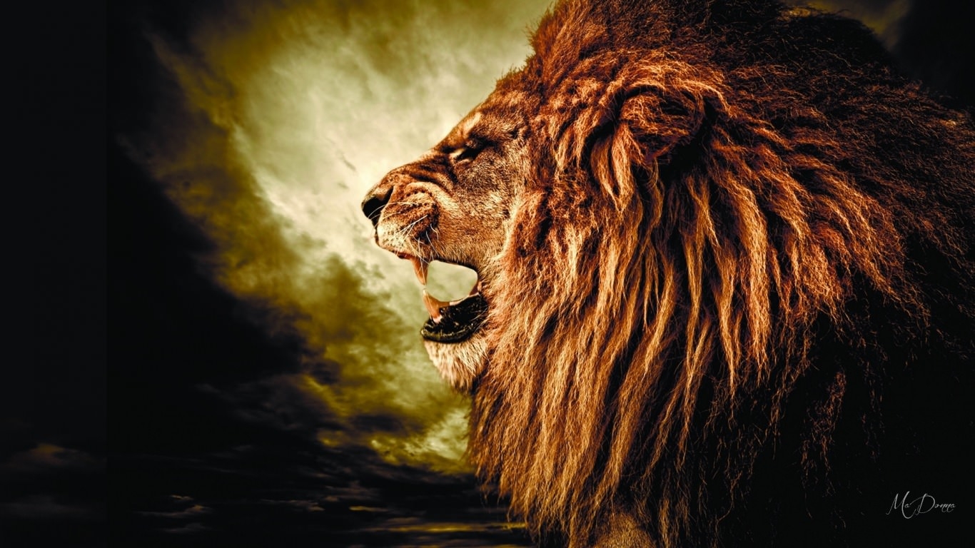 roaring lion hd wallpaper desktop