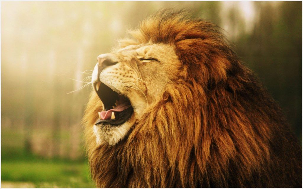 roaring lion wallpaper desktop
