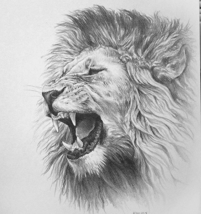 roaring lion head drawing