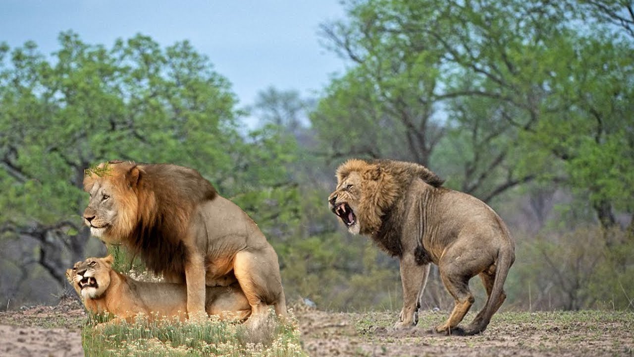 image of lion and rat
