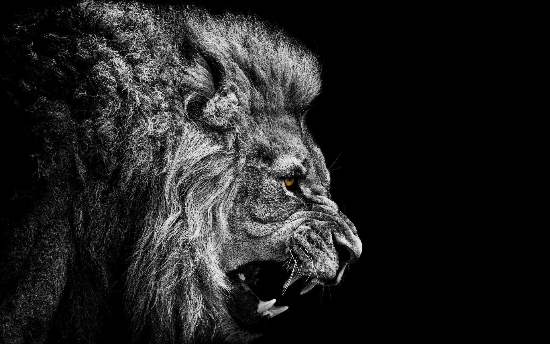 roaring lion hd wallpapers for mobile