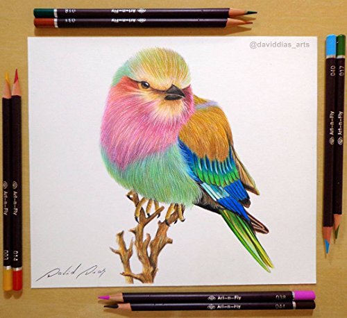 نقاشی پرنده با مداد رنگی حرفه ای