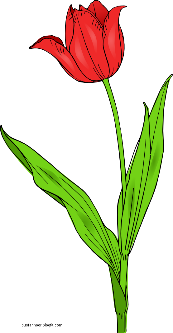 نقاشی گل لاله شهدا