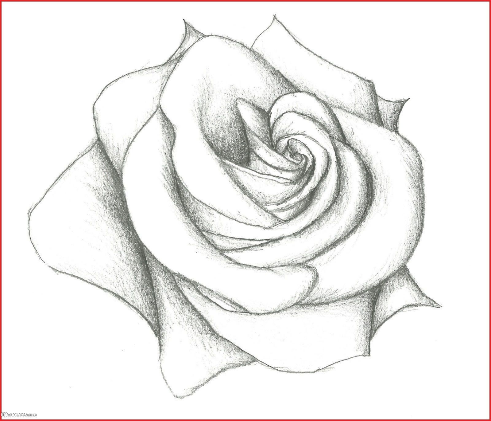 نقاشی گل رز با مداد