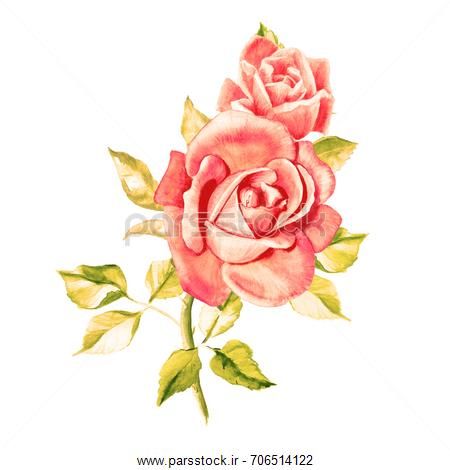عکس نقاشی گل رز زیبا