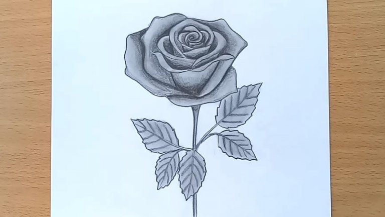 نقاشی گل رز ساده با مداد سیاه
