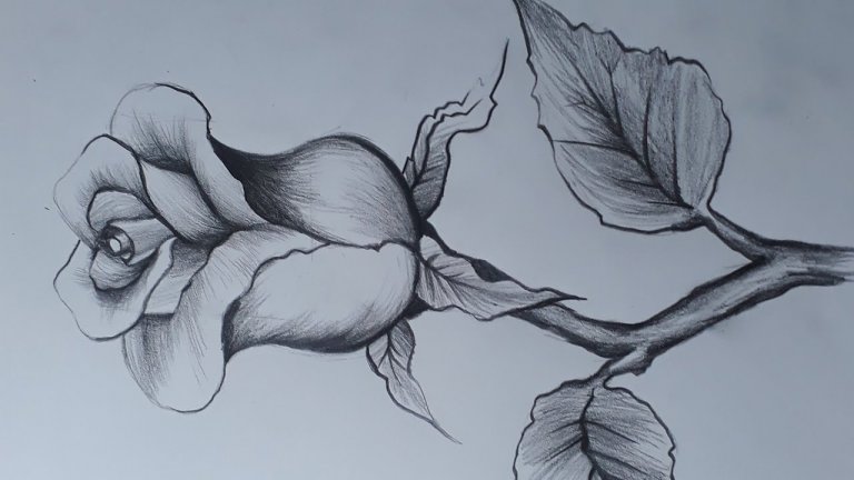 نقاشی گل رز با مداد سیاه