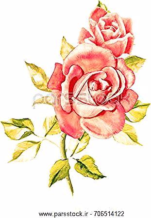 نقاشی گل های زیبای رز
