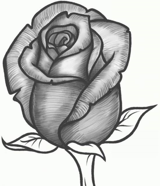 نقاشی گل رز ساده با مداد سیاه