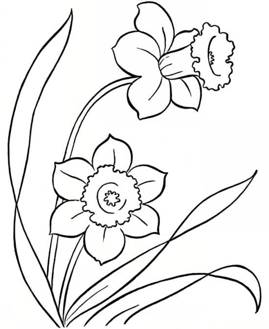 نقاشی گل برای حاشیه کاغذ