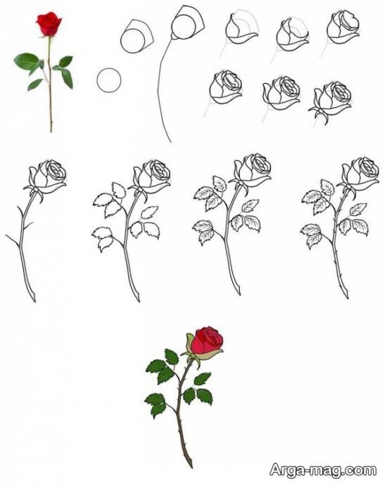 نقاشی گل رز ساده مرحله به مرحله