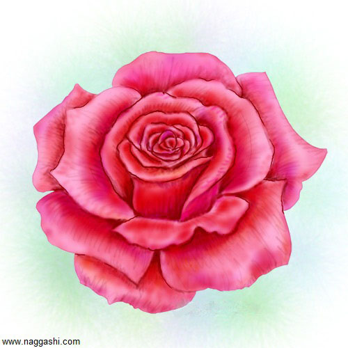 نقاشی گل رز با مداد رنگی