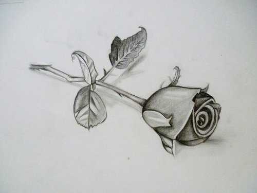 نقاشی گل رز با مداد مشکی