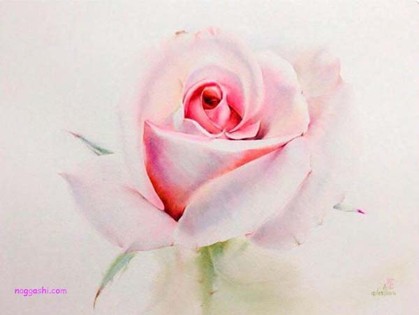 نقاشی گل رز با آبرنگ