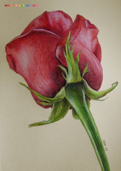 نقاشی گل و گلدان با مداد رنگی ساده