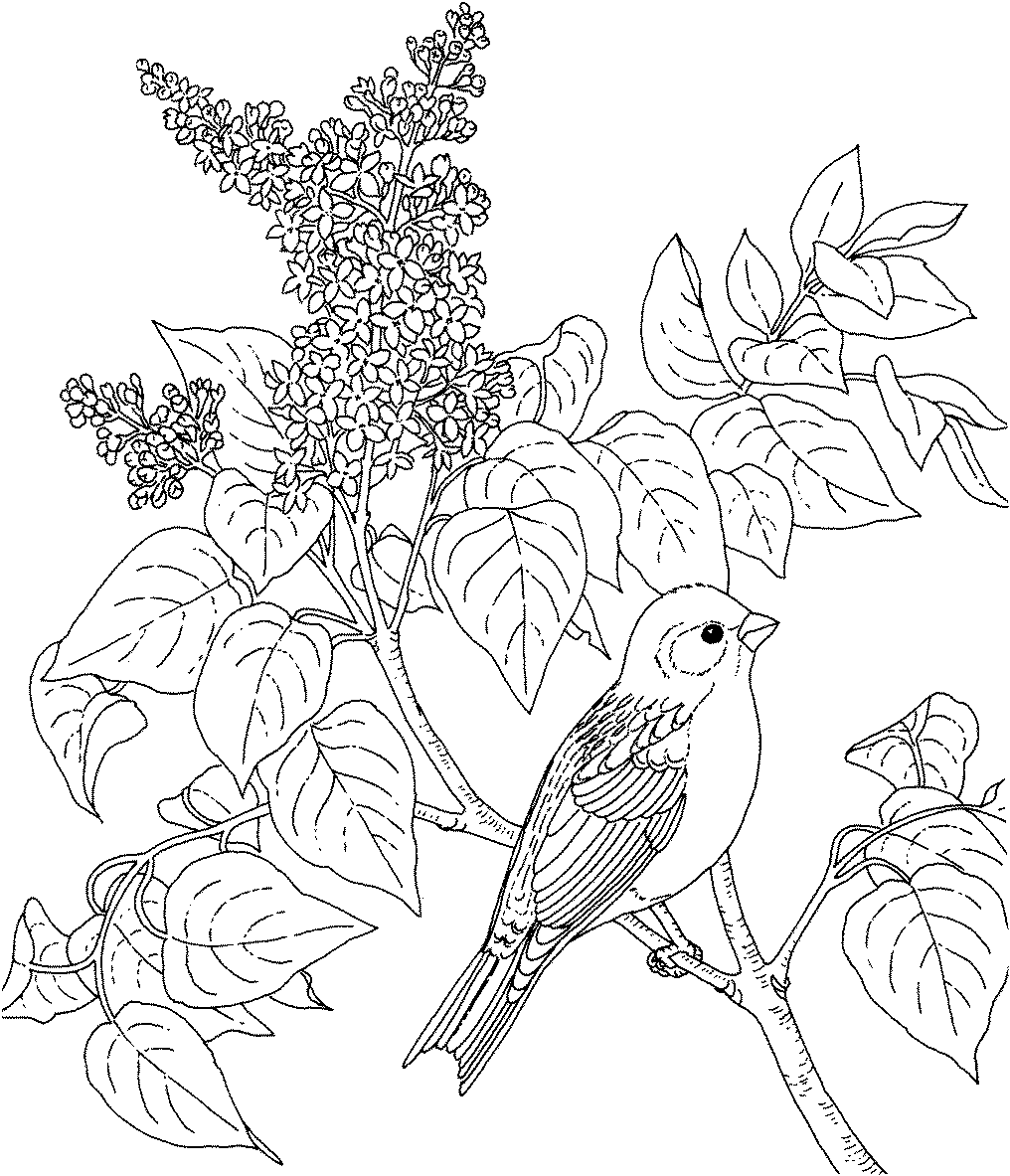 آموزش نقاشی گل و مرغ ساده
