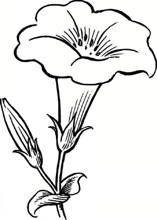 نقاشی انواع گل های ساده
