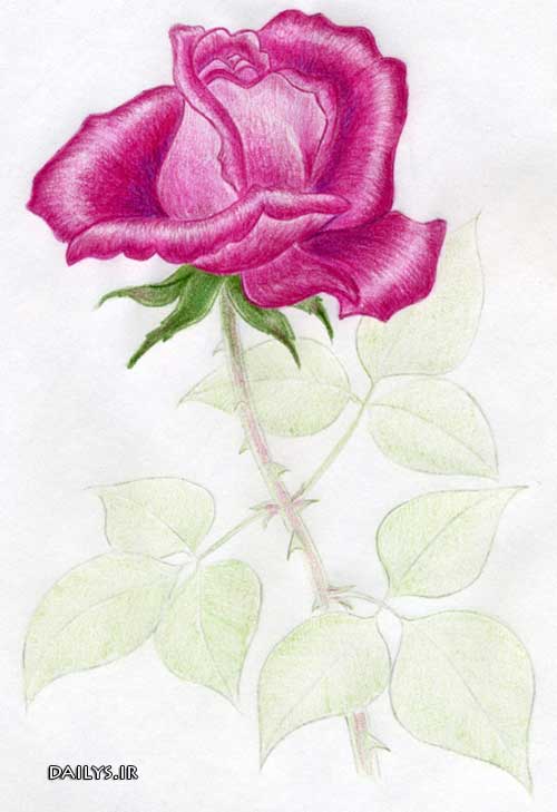 عکس نقاشی گل زیبا و ساده
