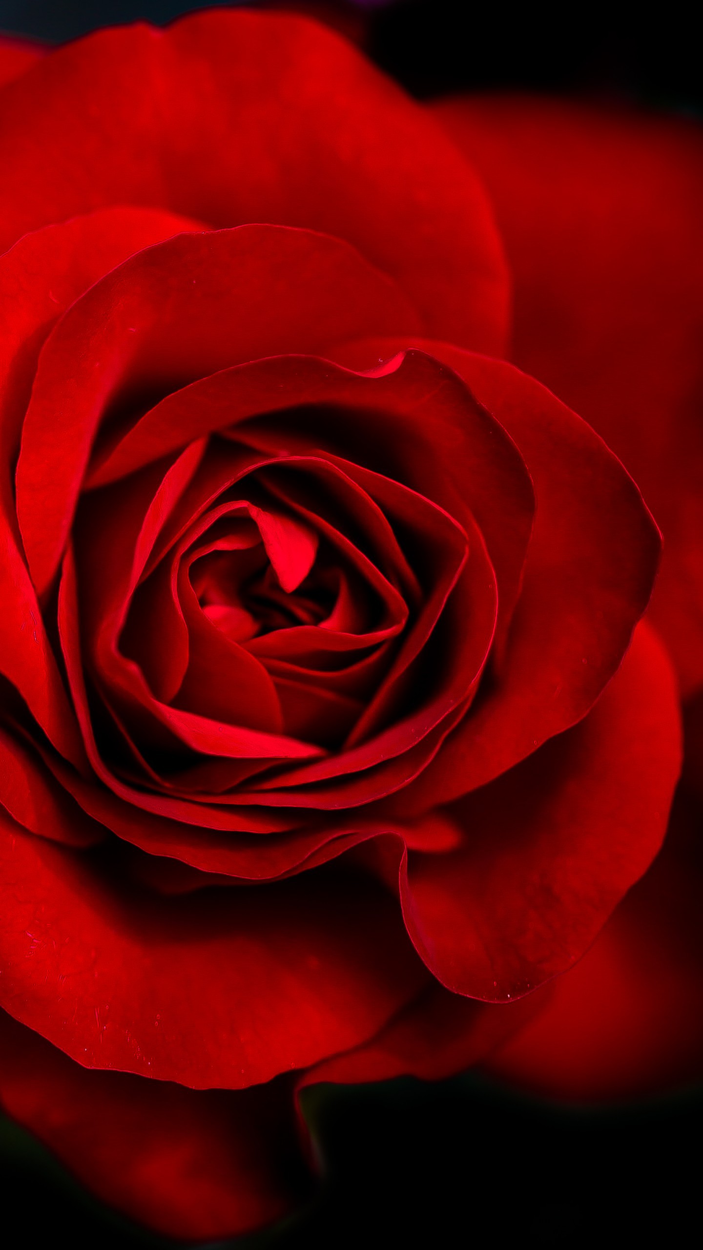 عکس پس زمینه گل رز برای موبایل