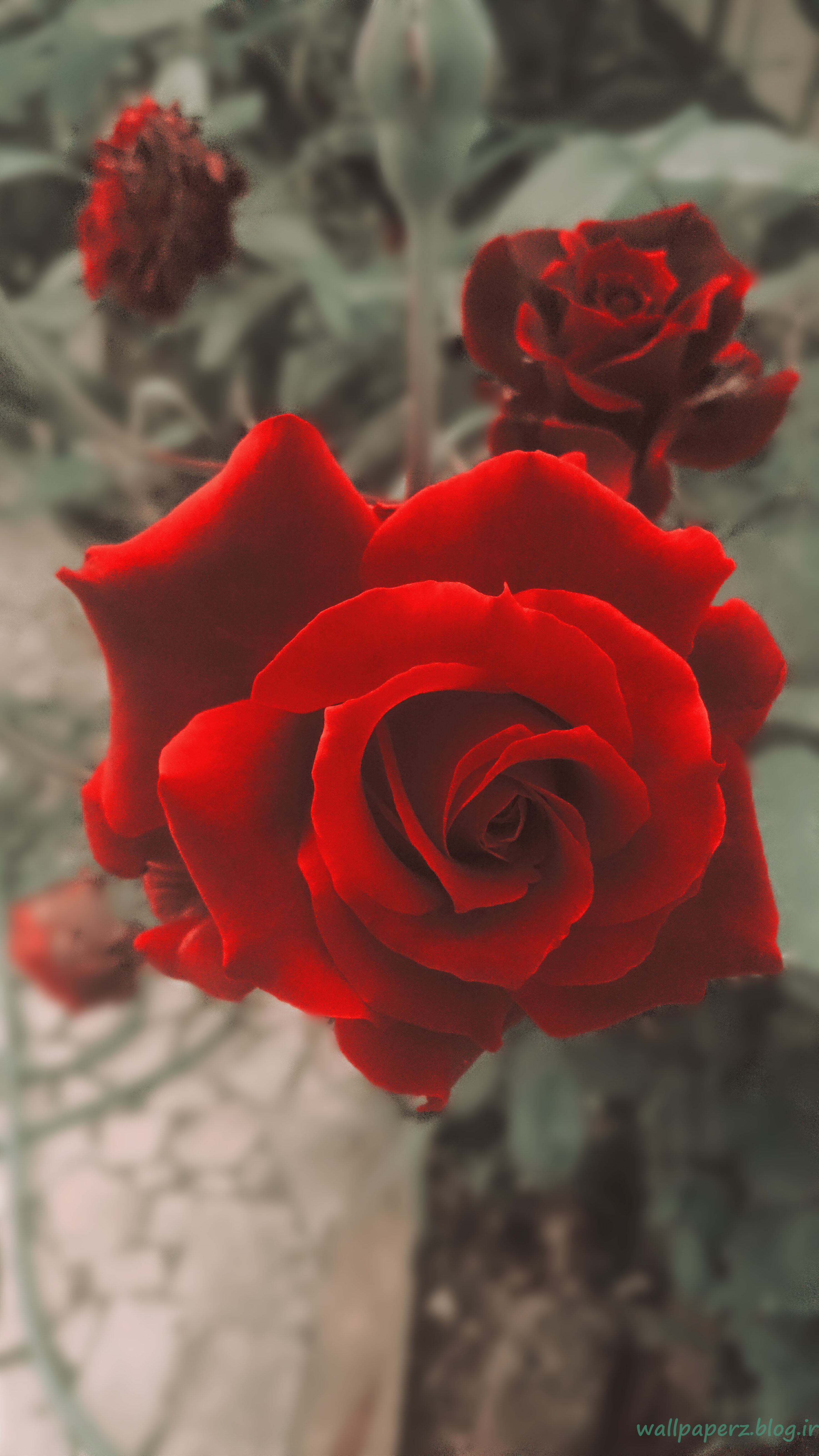 عکس گل رز قرمز برای پس زمینه