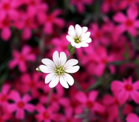تصاویر گل های زیبا برای پس زمینه