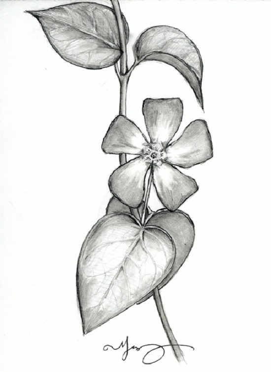 نقاشی گلدان با مداد سیاه ساده