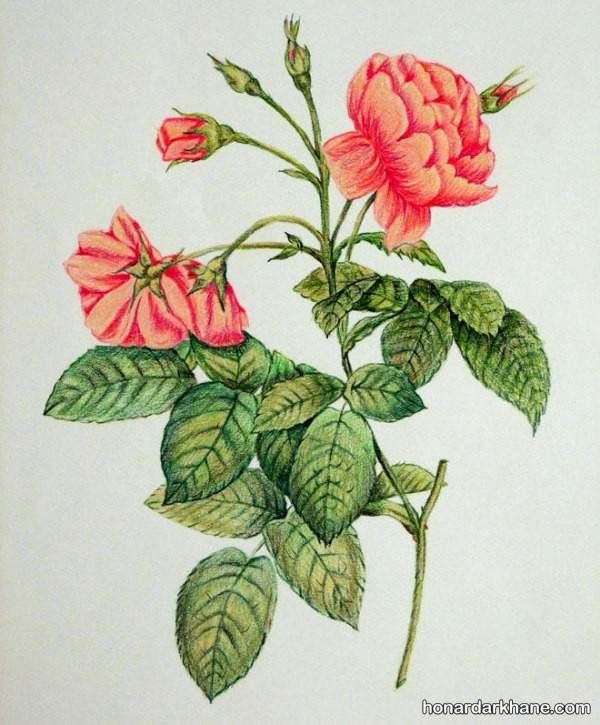 نقاشی با مداد رنگی گل و گلدان
